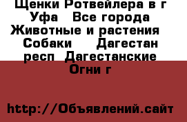 Щенки Ротвейлера в г.Уфа - Все города Животные и растения » Собаки   . Дагестан респ.,Дагестанские Огни г.